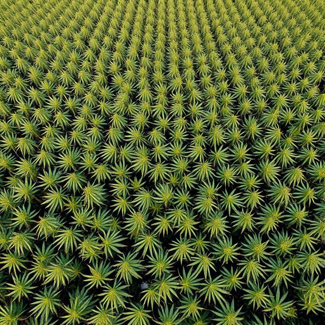 How Much CBD Oil Can One Hemp Plant Produce?