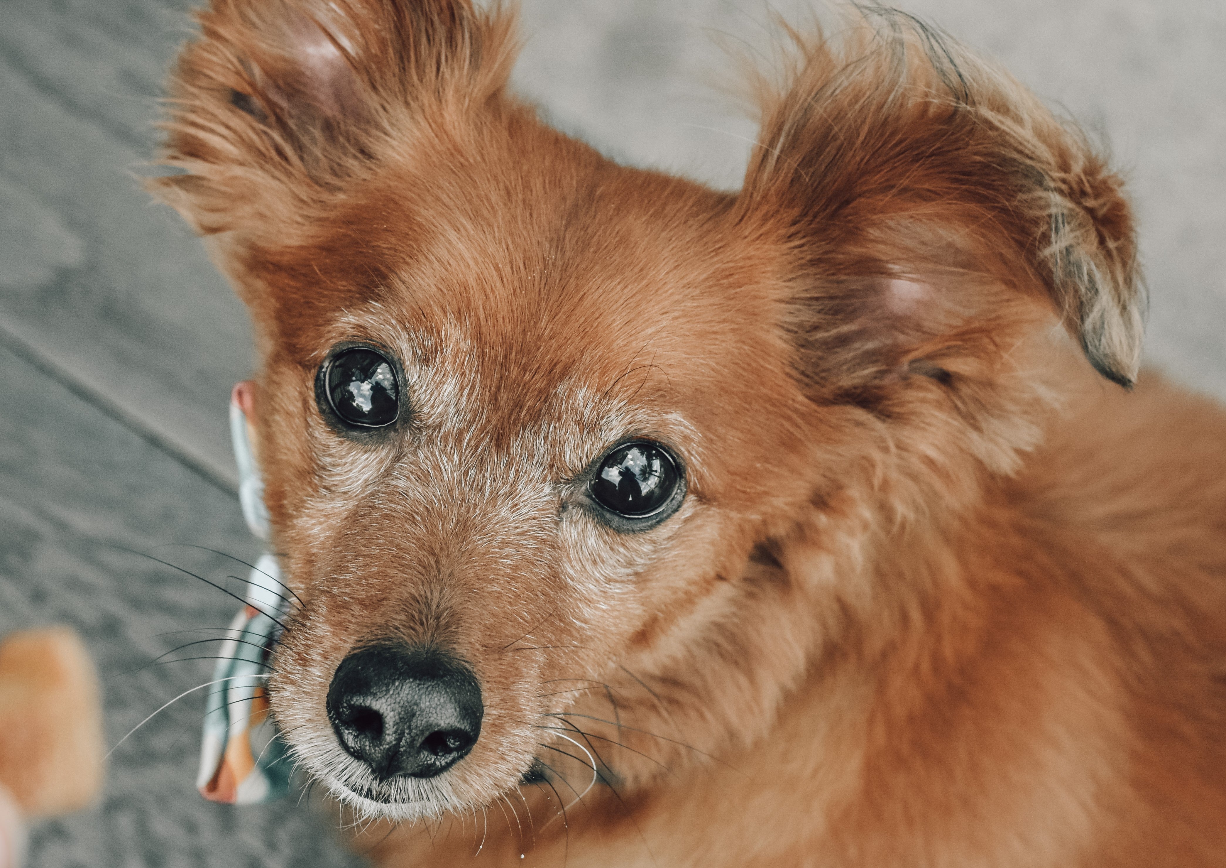 Best CBD oil for dogs