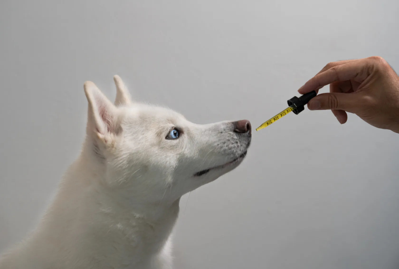 How Can CBD Help Dogs With Cancer?